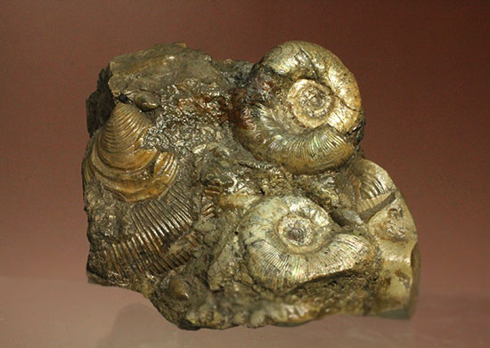 レアな一部遊色アリ!北海道産アンモナイト(Ammonite)(その1)