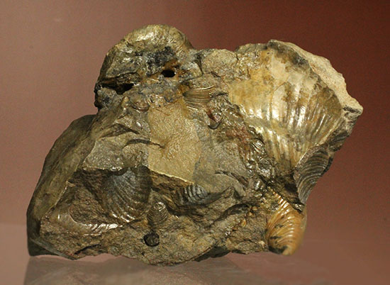 レアな一部遊色アリ！北海道産アンモナイト(Ammonite)（その10）