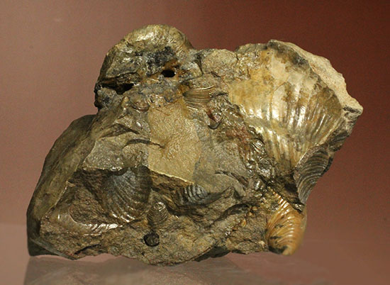 レアな一部遊色アリ!北海道産アンモナイト(Ammonite)(その10)