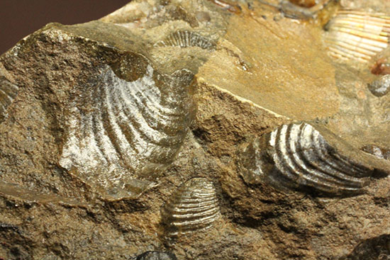 レアな一部遊色アリ!北海道産アンモナイト(Ammonite)(その11)