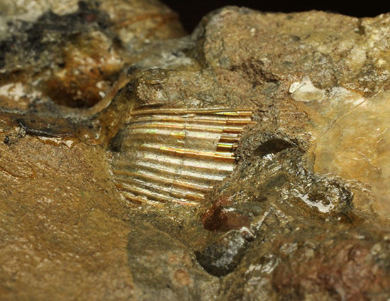 レアな一部遊色アリ！北海道産アンモナイト(Ammonite)（その12）