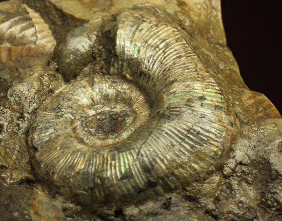 レアな一部遊色アリ！北海道産アンモナイト(Ammonite)（その13）