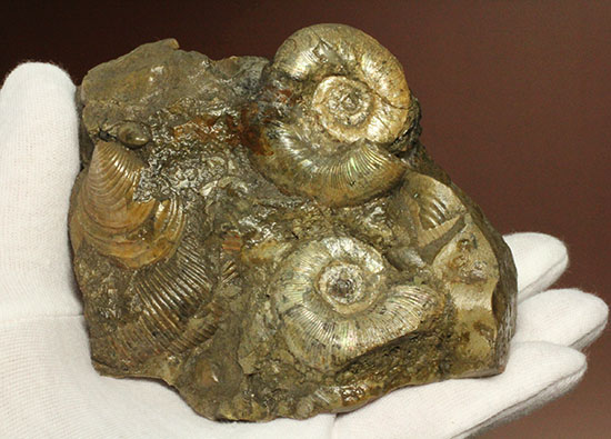 レアな一部遊色アリ！北海道産アンモナイト(Ammonite)（その15）
