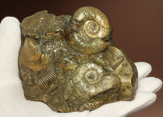 レアな一部遊色アリ!北海道産アンモナイト(Ammonite)(その15)