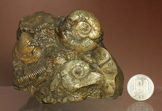 レアな一部遊色アリ！北海道産アンモナイト(Ammonite)（その16）