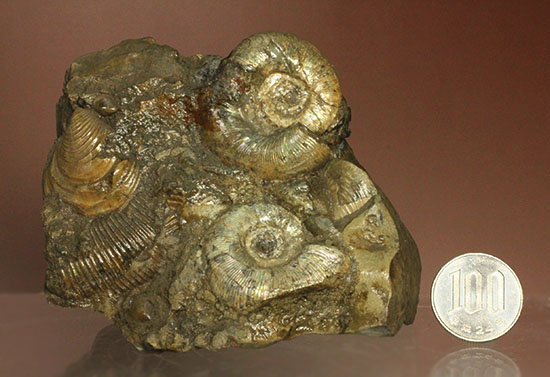 レアな一部遊色アリ!北海道産アンモナイト(Ammonite)(その16)