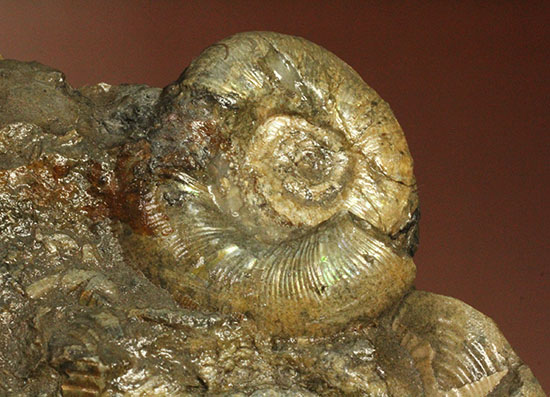 レアな一部遊色アリ!北海道産アンモナイト(Ammonite)(その2)