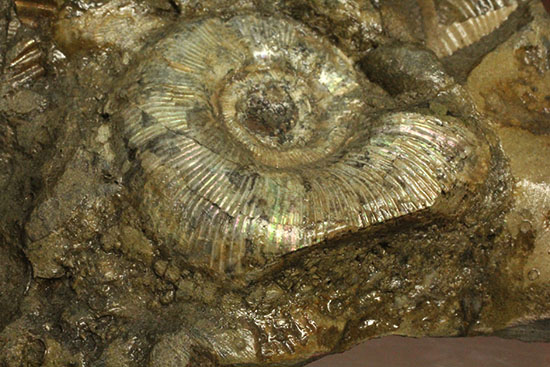レアな一部遊色アリ!北海道産アンモナイト(Ammonite)(その3)