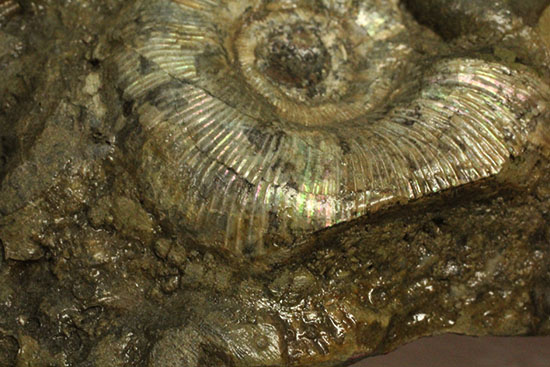 レアな一部遊色アリ！北海道産アンモナイト(Ammonite)（その4）
