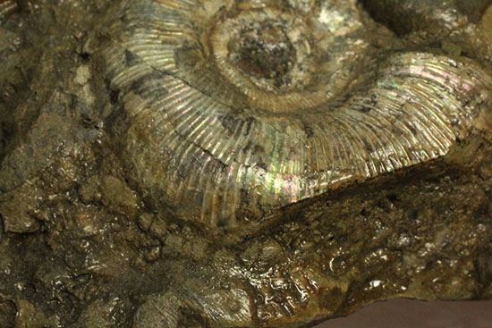 レアな一部遊色アリ!北海道産アンモナイト(Ammonite)(その4)