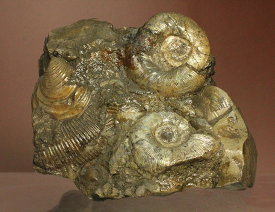 レアな一部遊色アリ!北海道産アンモナイト(Ammonite)(その6)