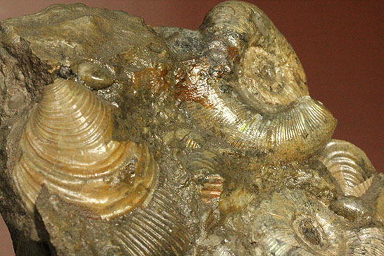 レアな一部遊色アリ！北海道産アンモナイト(Ammonite)（その8）