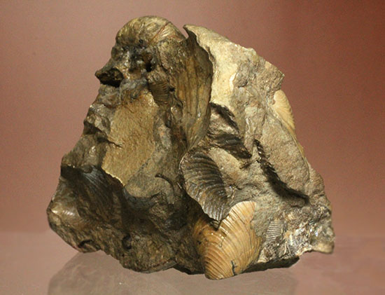 レアな一部遊色アリ!北海道産アンモナイト(Ammonite)(その9)