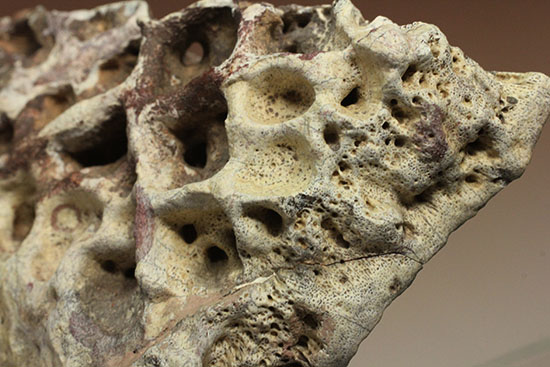 史上最大のワニ、サルコスクスの皮膚化石（装甲化石）（その10）