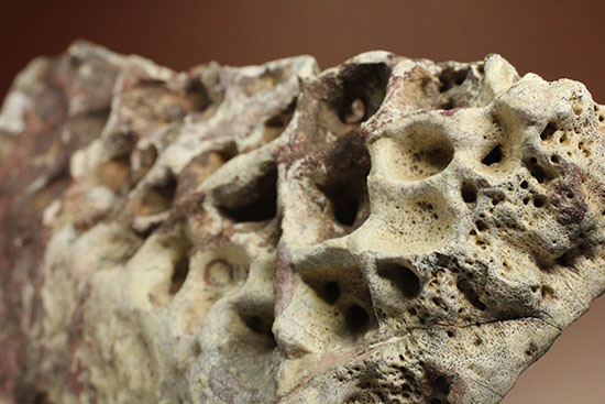 史上最大のワニ、サルコスクスの皮膚化石（装甲化石）（その11）