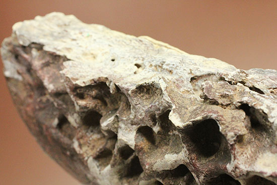 史上最大のワニ、サルコスクスの皮膚化石（装甲化石）（その12）