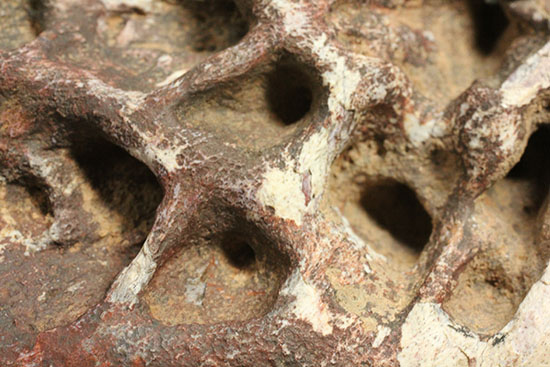史上最大のワニ、サルコスクスの皮膚化石（装甲化石）（その13）