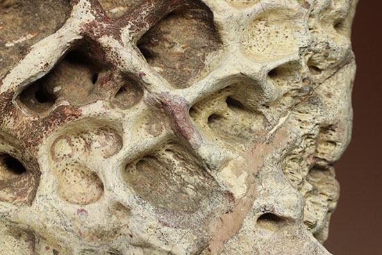 史上最大のワニ、サルコスクスの皮膚化石（装甲化石）（その14）