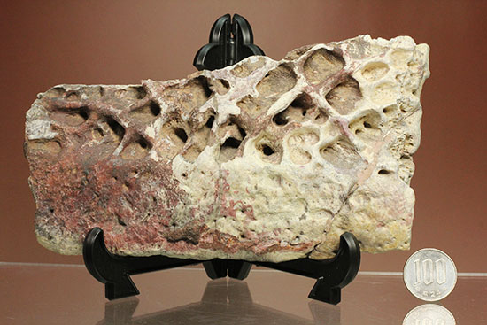 史上最大のワニ、サルコスクスの皮膚化石（装甲化石）（その15）