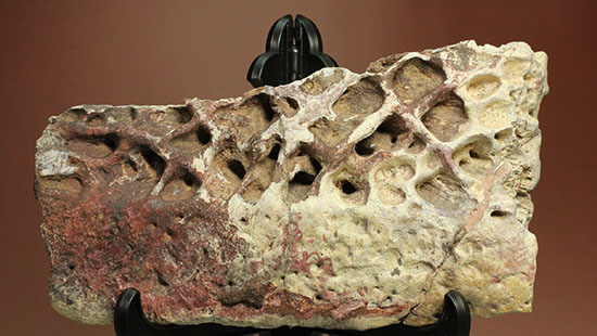 史上最大のワニ、サルコスクスの皮膚化石（装甲化石）（その2）