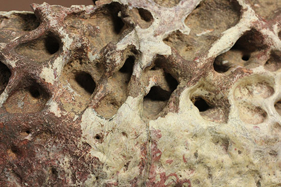 史上最大のワニ、サルコスクスの皮膚化石（装甲化石）（その3）