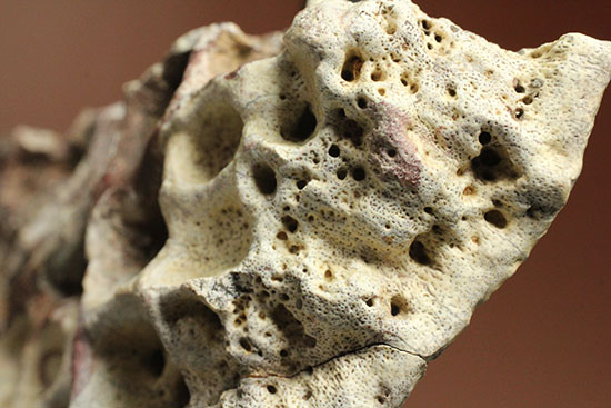 サルコスクス装甲化石