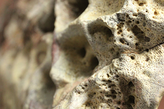 史上最大のワニ、サルコスクスの皮膚化石（装甲化石）（その6）