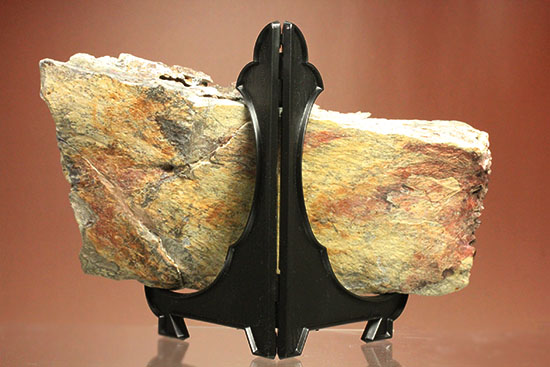 史上最大のワニ、サルコスクスの皮膚化石（装甲化石）（その7）