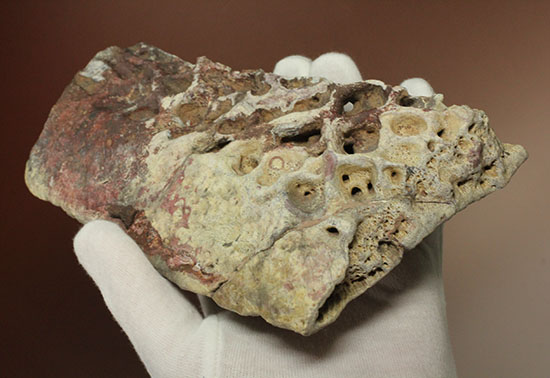 史上最大のワニ、サルコスクスの皮膚化石（装甲化石）（その9）