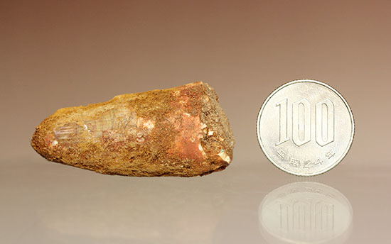 肉食恐竜の歯化石をゲットするチャンス!スピノサウルス歯化石(その8)