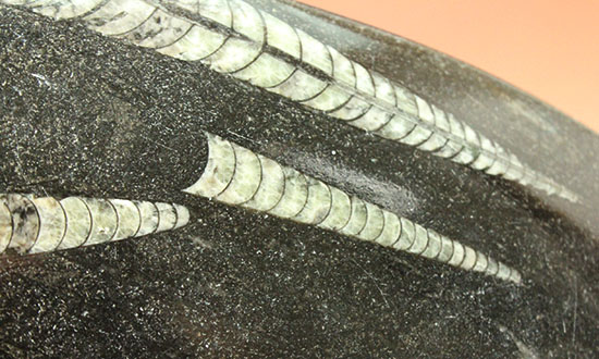 古代の海の中をご覧あれ!4つのオルソセラスが見られるマルチプレート標本(その4)