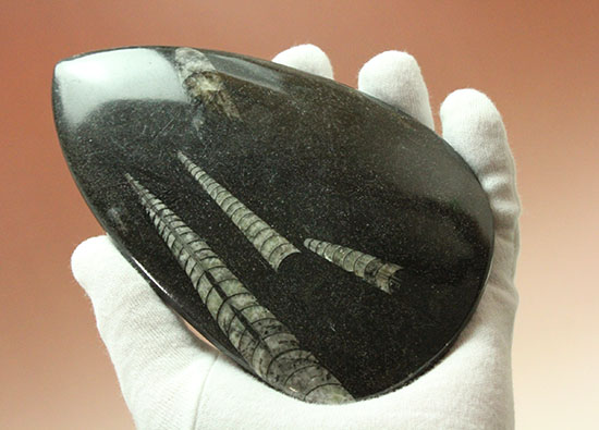 古代の海の中をご覧あれ!4つのオルソセラスが見られるマルチプレート標本(その8)