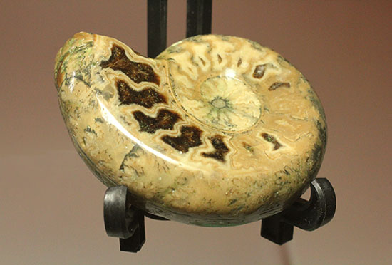 全面ポリッシュ!縫合線もアンモナイトの構造もわかる北海道産アンモナイト(Ammonite)(その1)