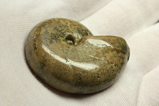 全面ポリッシュ!縫合線もアンモナイトの構造もわかる北海道産アンモナイト(Ammonite)(その10)