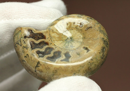 全面ポリッシュ!縫合線もアンモナイトの構造もわかる北海道産アンモナイト(Ammonite)(その11)