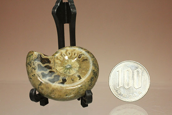 全面ポリッシュ!縫合線もアンモナイトの構造もわかる北海道産アンモナイト(Ammonite)(その12)