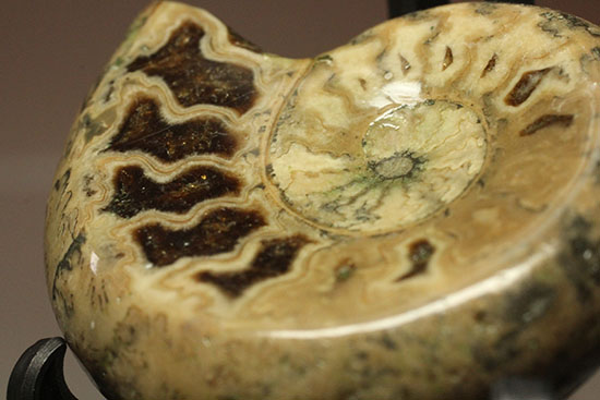全面ポリッシュ!縫合線もアンモナイトの構造もわかる北海道産アンモナイト(Ammonite)(その2)