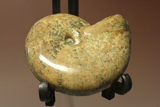 全面ポリッシュ!縫合線もアンモナイトの構造もわかる北海道産アンモナイト(Ammonite)(その3)
