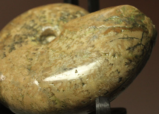 全面ポリッシュ!縫合線もアンモナイトの構造もわかる北海道産アンモナイト(Ammonite)(その4)
