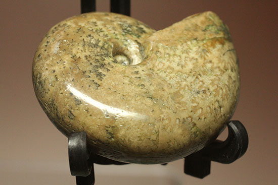 全面ポリッシュ!縫合線もアンモナイトの構造もわかる北海道産アンモナイト(Ammonite)(その6)