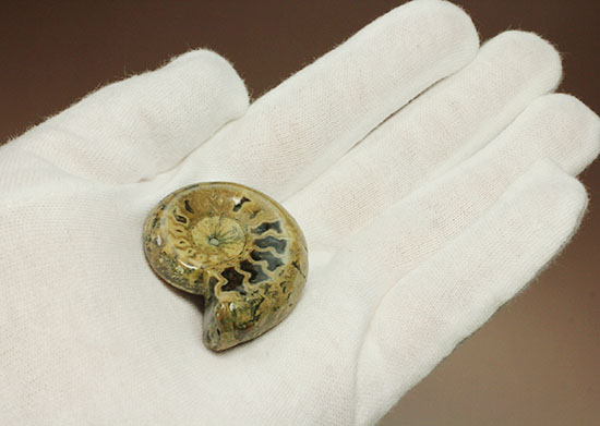 全面ポリッシュ!縫合線もアンモナイトの構造もわかる北海道産アンモナイト(Ammonite)(その7)