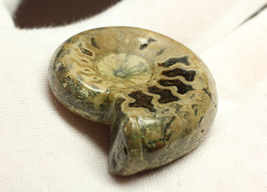全面ポリッシュ!縫合線もアンモナイトの構造もわかる北海道産アンモナイト(Ammonite)(その8)