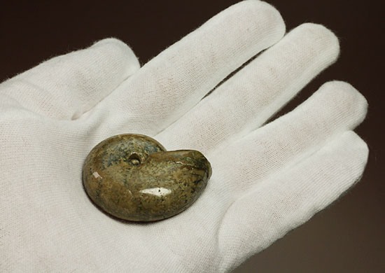 全面ポリッシュ！縫合線もアンモナイトの構造もわかる北海道産アンモナイト(Ammonite)（その9）