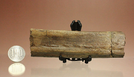 トリケラトプスの内臓胸部をガードしていたアバラ骨の上質化石（その14）