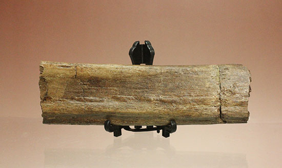 トリケラトプスの内臓胸部をガードしていたアバラ骨の上質化石（その2）