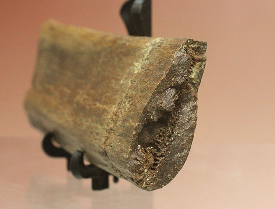 トリケラトプスの内臓胸部をガードしていたアバラ骨の上質化石（その4）