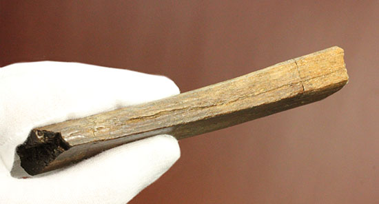 トリケラトプスの内臓胸部をガードしていたアバラ骨の上質化石（その9）