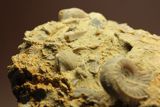 乳白色が魅力的な、フランス産アンモナイト(Ammonite)（その1）