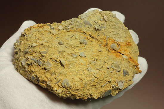 乳白色が魅力的な、フランス産アンモナイト(Ammonite)(その10)
