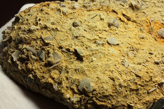 乳白色が魅力的な、フランス産アンモナイト(Ammonite)(その11)